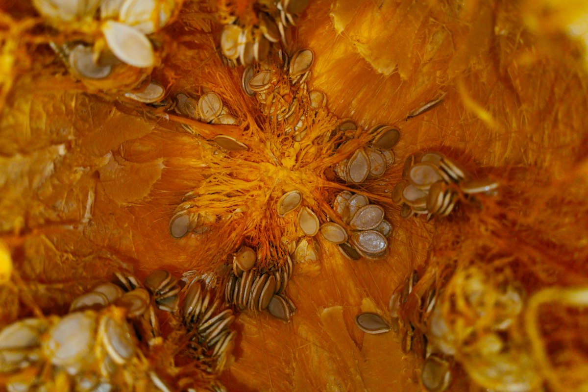 Molienda de semillas de papaya